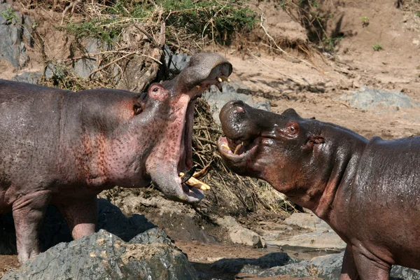 Hipopotamy walki w Afryce — Zdjęcie stockowe