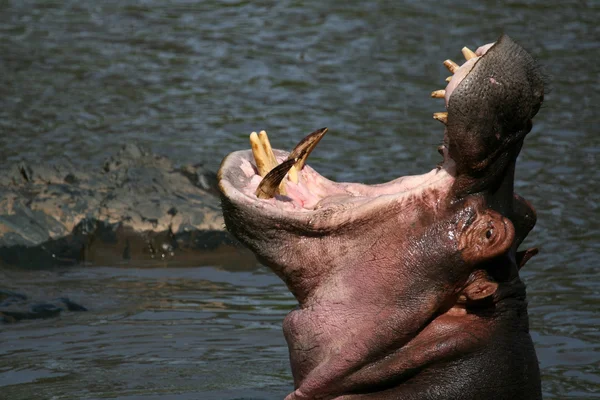 Ippopotamo bocca grande aperto in Africa — Foto Stock