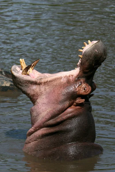 Hroch ústa dokořán v Africe — Stock fotografie