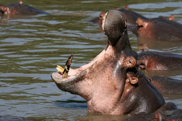 Flusspferdmund weit offen in Afrika — Stockfoto