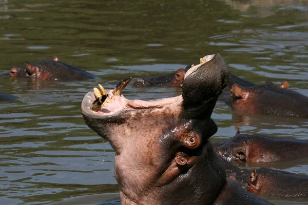 Flusspferdmund weit offen in Afrika — Stockfoto