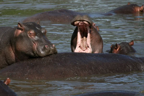 Hippo boca abierta en África — Foto de Stock