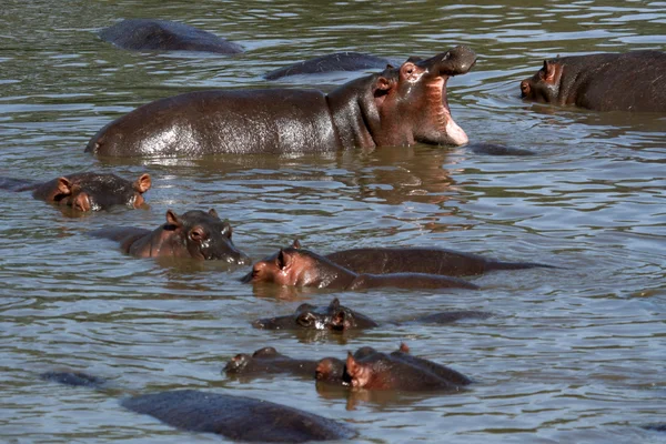 Hippopotames en Afrique — Photo