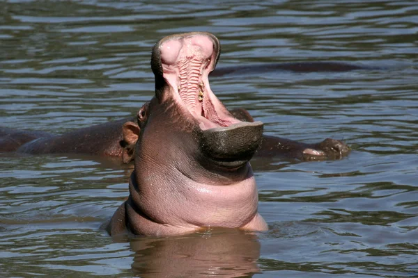 Hippo munnen vidöppen i Afrika — Stockfoto