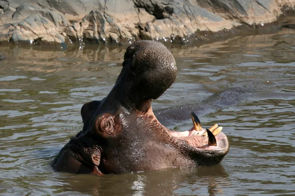 Hippo ağız Afrika'da açık — Stok fotoğraf
