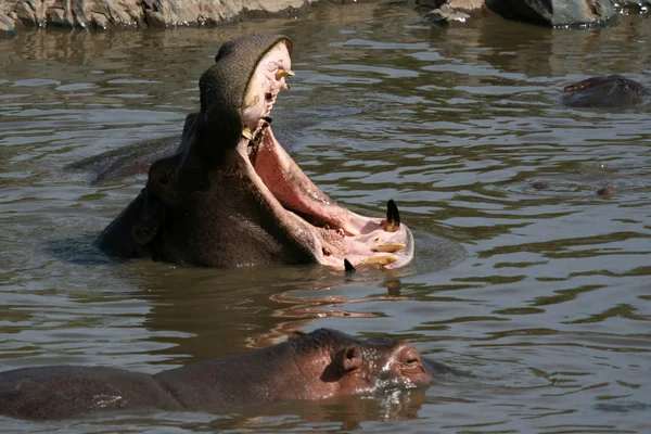 Hroch ústa dokořán v Africe — Stock fotografie