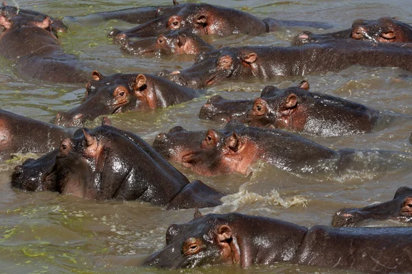 Hipopótamos en África —  Fotos de Stock