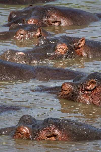 Flusspferde in Afrika — Stockfoto