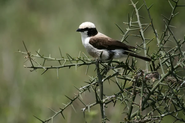 Northern White-crowned Shrike, Africa — Stock Photo, Image