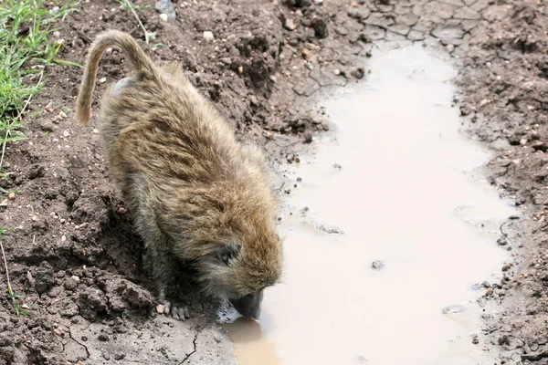 狒狒饮用水-塞伦盖蒂、 非洲 — 图库照片