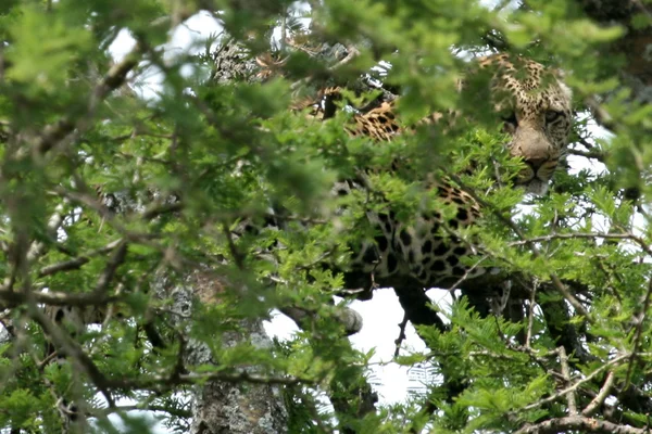 stock image Leopard - Serengeti , Tanzania, Africa