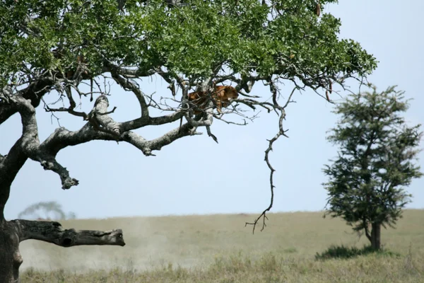 Lew siedzący w drzewo - serengeti, Afryka — Zdjęcie stockowe