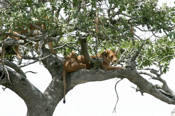 트리-세 렝 게티, 아프리카에 앉아 사자 — 스톡 사진