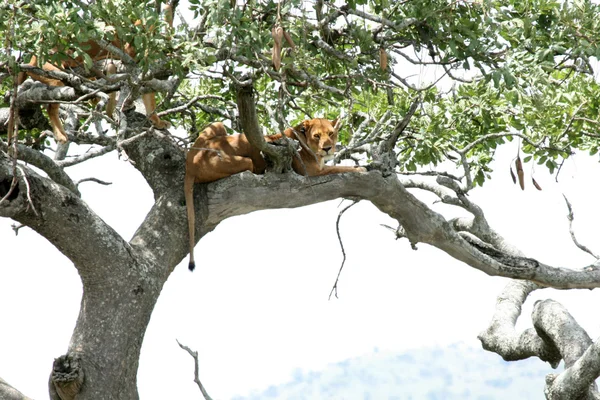 狮子坐在树-塞伦盖蒂、 非洲 — 图库照片