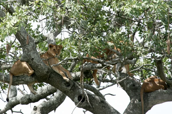 Leul care stă în copac - Serengeti, Africa — Fotografie, imagine de stoc