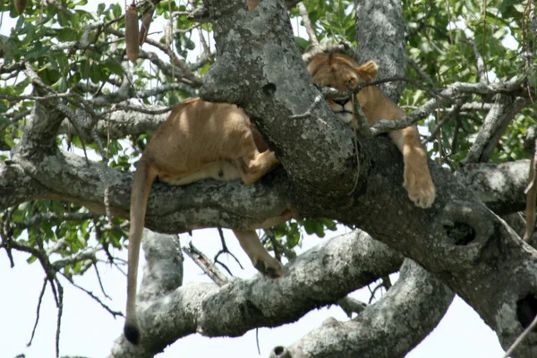 狮子坐在树-塞伦盖蒂、 非洲 — 图库照片