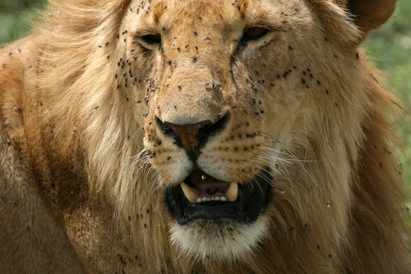 León macho - Serengeti Safari, Tanzania, África —  Fotos de Stock