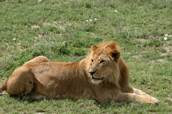 Leão macho - Serengeti Safari, Tanzânia, África — Fotografia de Stock