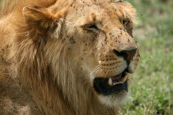 雄のライオン - セレンゲティ サファリ、タンザニア、アフリカ — ストック写真