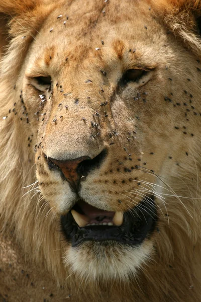 Leão macho - Serengeti Safari, Tanzânia, África — Fotografia de Stock