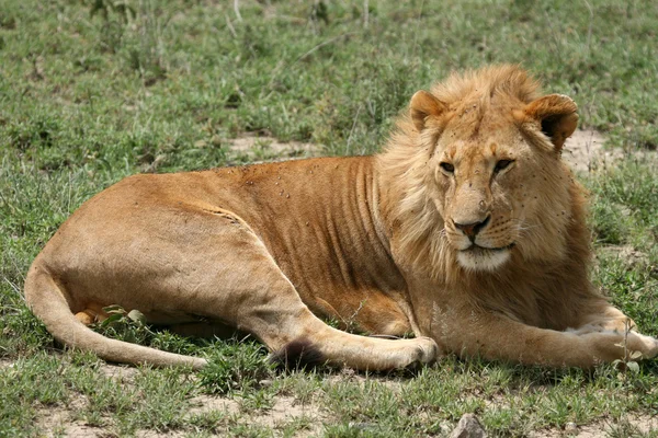Mannlig løve - Serengeti Safari, Tanzania, Afrika – stockfoto