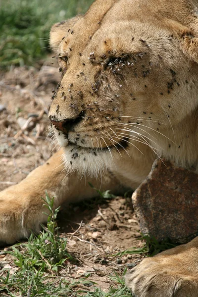 Leão Feminino - Serengeti Safari, Tanzânia, África — Fotografia de Stock