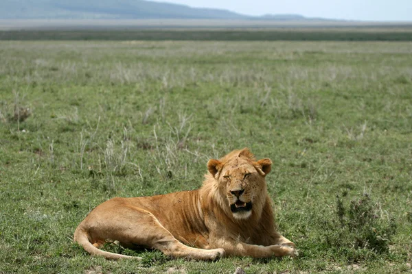 Oroszlán férfi - Serengeti Safari, Tanzánia, Afrika — Stock Fotó