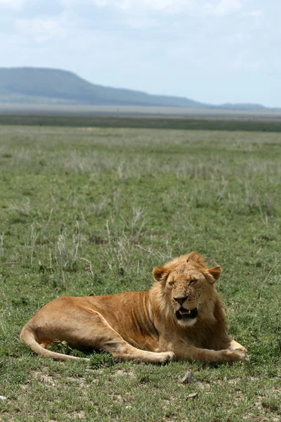 Erkek aslan - serengeti safari, Tanzanya, Afrika — Stok fotoğraf