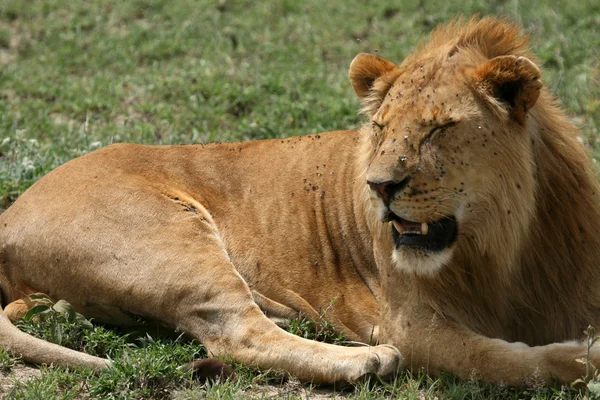 Αρσενικό λιοντάρι - serengeti Αφρική σαφάρι, Τανζανία, — Φωτογραφία Αρχείου