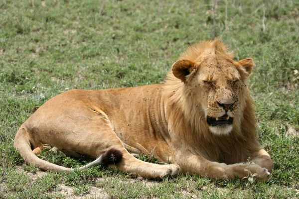 Mannlig løve - Serengeti Safari, Tanzania, Afrika – stockfoto