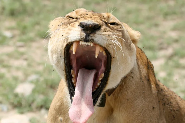 Nőstény oroszlán - Serengeti Safari, Tanzánia, Afrika — Stock Fotó