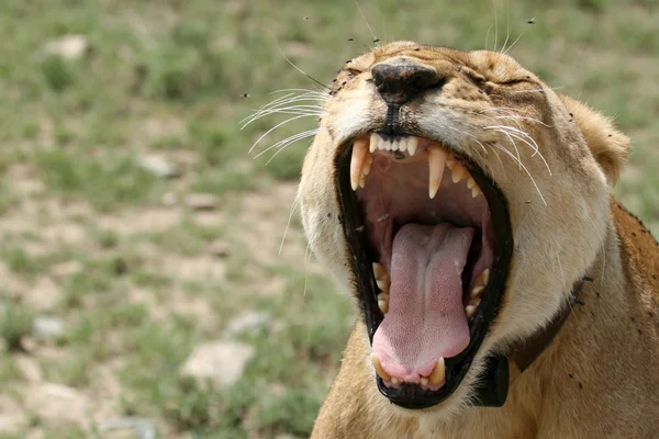 Kobieta lew - serengeti Afryka Polowanie w Afryce, Tanzanii, — Zdjęcie stockowe