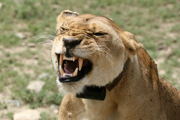 Nőstény oroszlán - Serengeti Safari, Tanzánia, Afrika — Stock Fotó