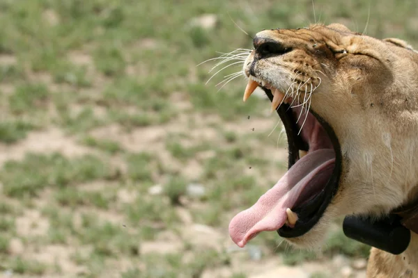 Kobieta lew - serengeti Afryka Polowanie w Afryce, Tanzanii, — Zdjęcie stockowe