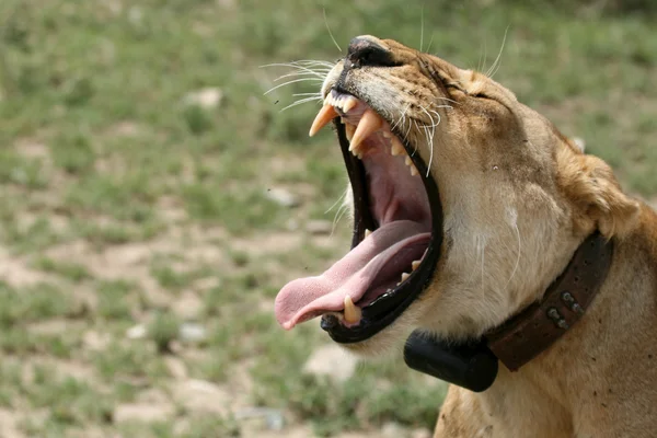 雌のライオン - セレンゲティ サファリ、タンザニア、アフリカ — ストック写真