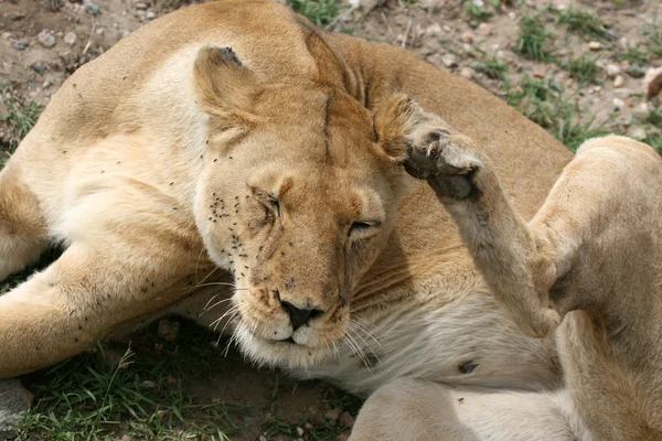 Vrouwelijke Leeuw - serengeti safari, tanzania, Afrika — Stockfoto