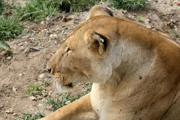 Leão Feminino - Serengeti Safari, Tanzânia, África — Fotografia de Stock