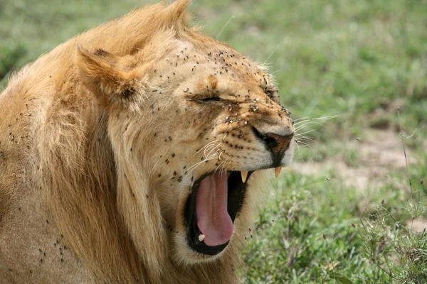 Leão - Serengeti Safari, Tanzânia, África — Fotografia de Stock