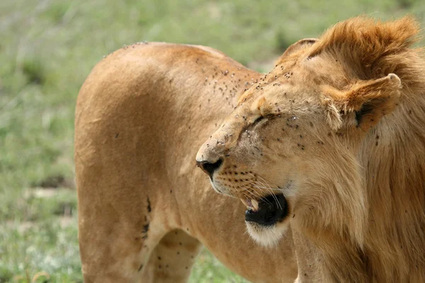Leão - Serengeti Safari, Tanzânia, África — Fotografia de Stock