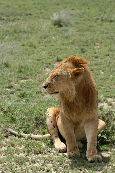 Oroszlán - Serengeti Safari, Tanzánia, Afrika — Stock Fotó