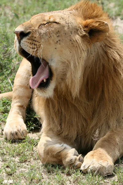 Lion - Serengeti Safari, Tanzania, Africa — Stock Photo, Image