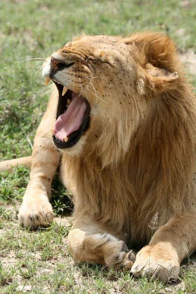 León - Serengeti Safari, Tanzania, África — Foto de Stock