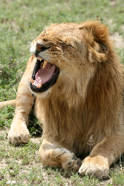 Lion - Serengeti Safari, Tanzania, Africa — Stock Photo, Image