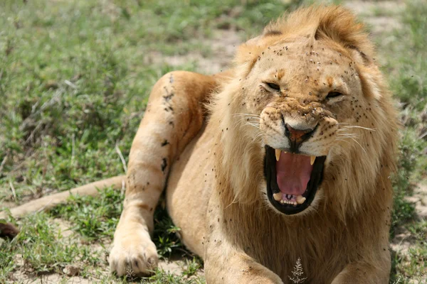 Λιοντάρι - serengeti Αφρική σαφάρι, Τανζανία, — Φωτογραφία Αρχείου