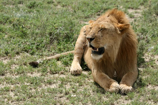 Leeuw - serengeti safari, tanzania, Afrika — Stockfoto