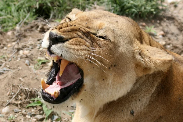 Vrouwelijke Leeuw - serengeti safari, tanzania, Afrika — Stockfoto