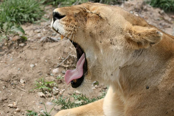 雌のライオン - セレンゲティ サファリ、タンザニア、アフリカ — ストック写真