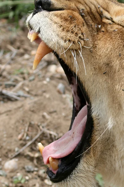 Θηλυκό λιοντάρι - serengeti Αφρική σαφάρι, Τανζανία, — Φωτογραφία Αρχείου