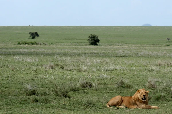 Aslan - serengeti safari, Tanzanya, Afrika — Stok fotoğraf