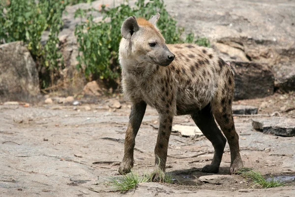 Hyäne - serengeti, afrika — Stockfoto